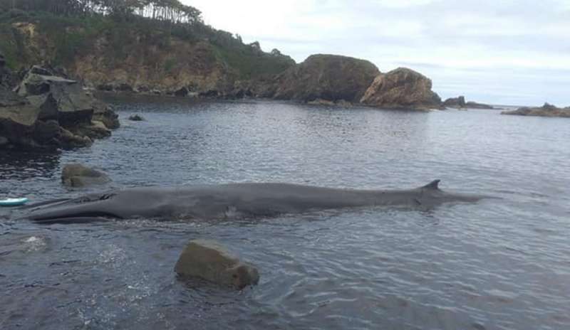 La gru tenta di sollevare il corpo della balena ma spezza la coda
