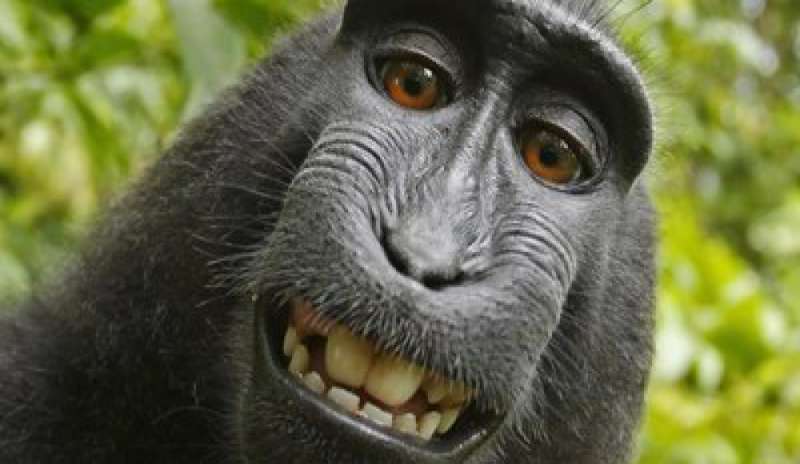 Lo strano caso del selfie del macaco