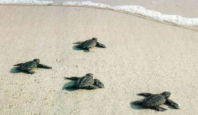 Nascono 32 tartarughe marine. E’ festa alla Riserva Naturale di Lampedusa