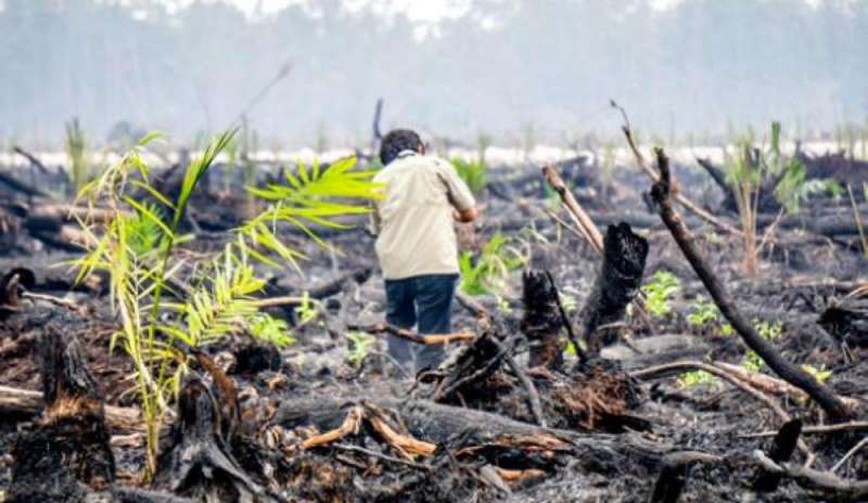 Massiccia deforestazione per produrre olio di palma