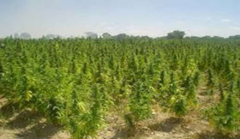 Mega piantagione di cannabis scoperta in Sardegna, 2 arresti