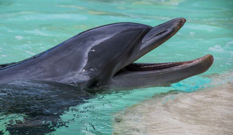 Non solo l'uomo: la resistenza agli antibiotici colpisce anche i delfini