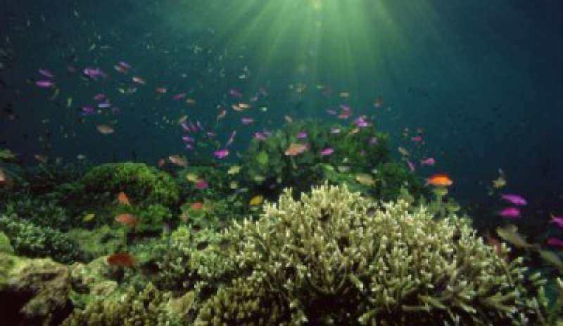 Oceani più acidi, colpa delle emissioni nocive
