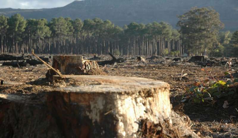 Ogni anno si perde una foresta grande quanto l'Italia