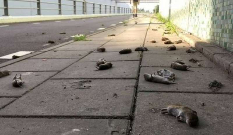 Olanda, ad Hommerts centinaia di topi morti: ipotesi suicidio
