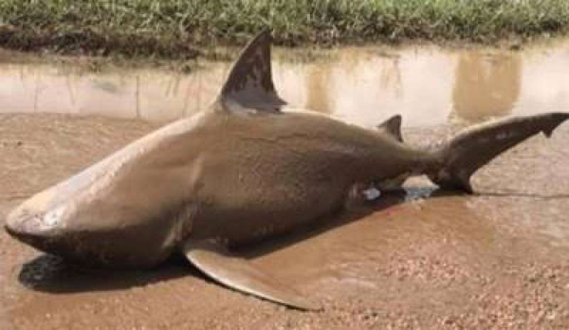 Passa Debbie e in Australia “piovono” squali toro