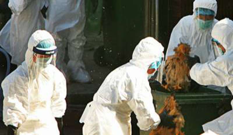 Paura in Germania per un focolaio di influenza aviaria: uccisi 16 mila tacchini e 92 mila polli