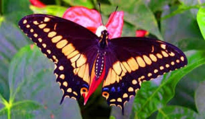 Per gli entomologi il 2015 sarà l’anno record delle farfalle esotiche