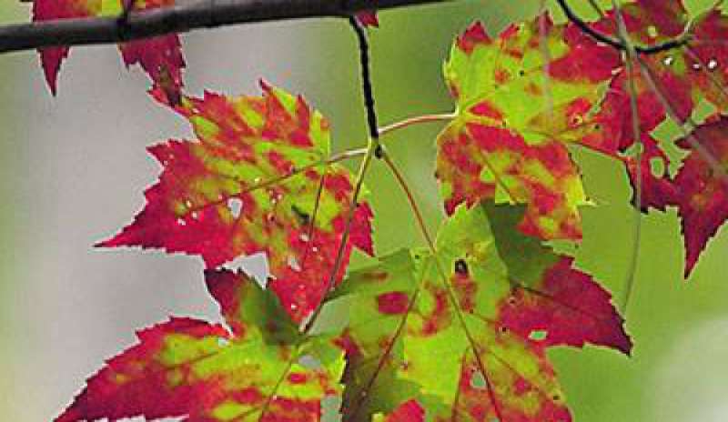 Perché in autunno le foglie cambiano colore? Colpa della molecola “Stay-Green”