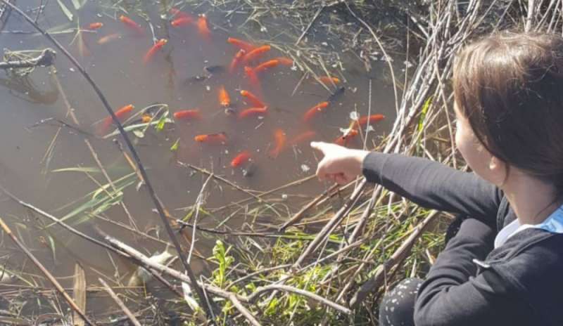 Pesci rossi: dall’acquario alle pozzanghere