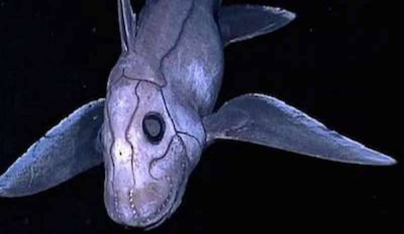 Ricostruita l’origine delle Chimere, i “fantasmi dei mari” simili a squali