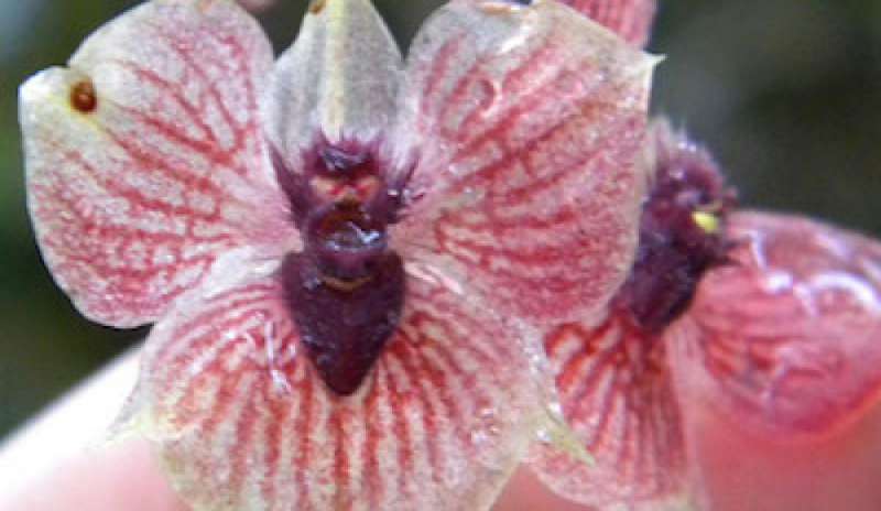 Dal grillo rosa all’orchidea diabolica: ecco la Top Ten delle specie scoperte nel 2017