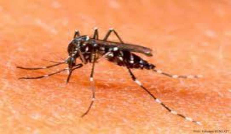 Super zanzare per combattere le malattie tropicali