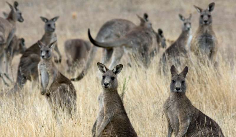 Troppi canguri in Australia, gli esperti: “Non basta la caccia, mangiateli”