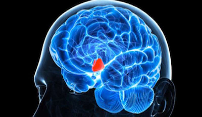 Trovata nel cervello la “centralina” per fermare l’invecchiamento