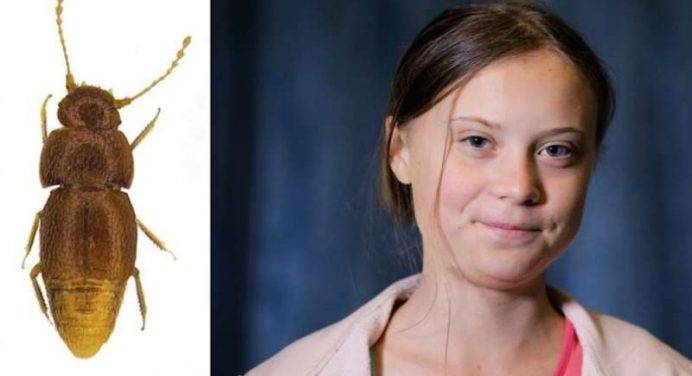 Un coleottero dedicato a Greta Thunberg