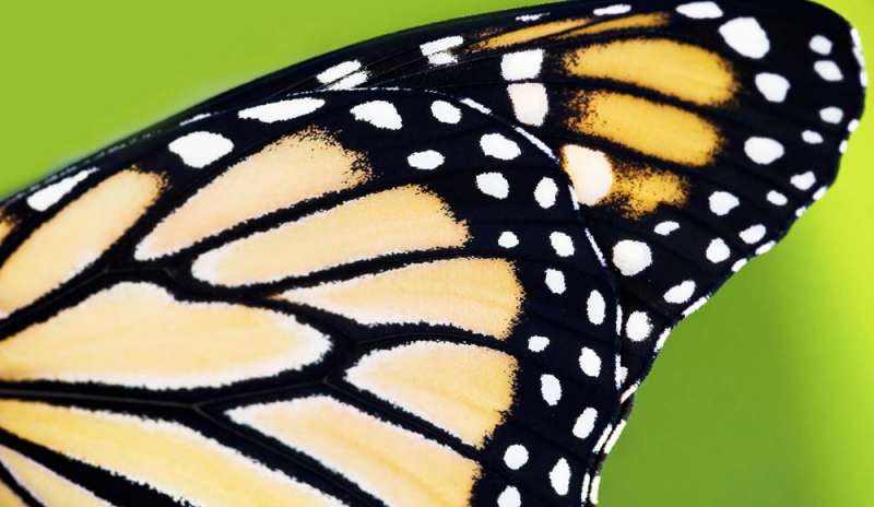Un “gene pittore” alle origini del colore e dei disegni delle ali delle farfalle