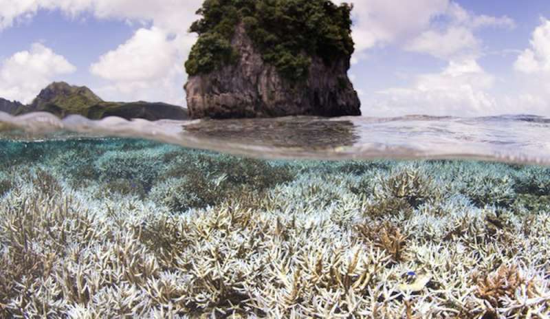 Un terzo dei coralli morti di caldo