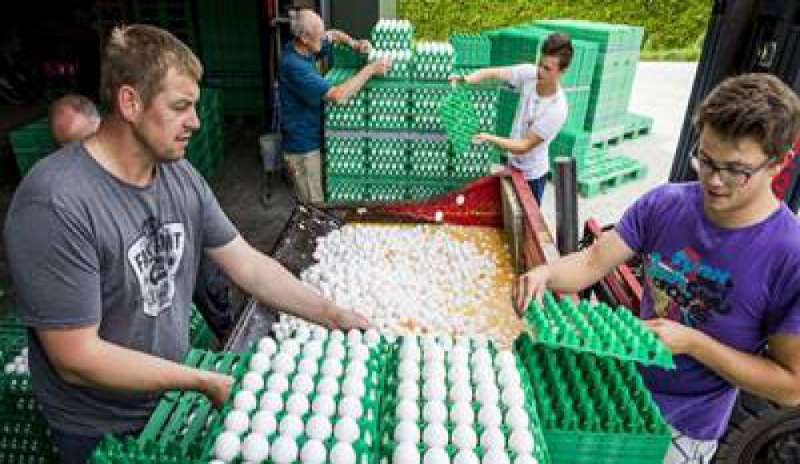 Uova al fipronil, la Francia ritira i prodotti a rischio. Forse già vendute 48 mila