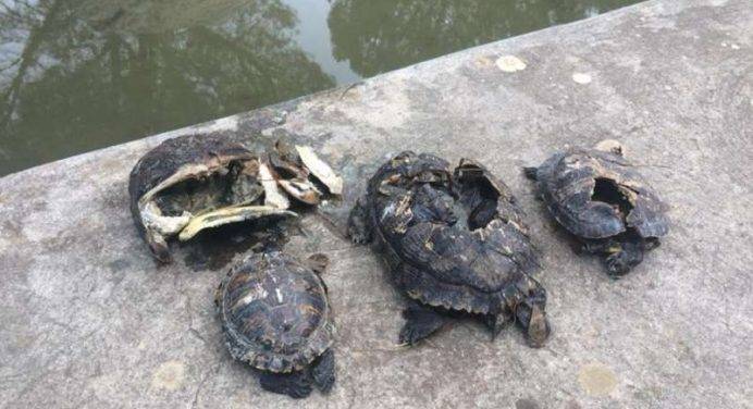Vandali killer: martellate sul guscio delle tartarughe