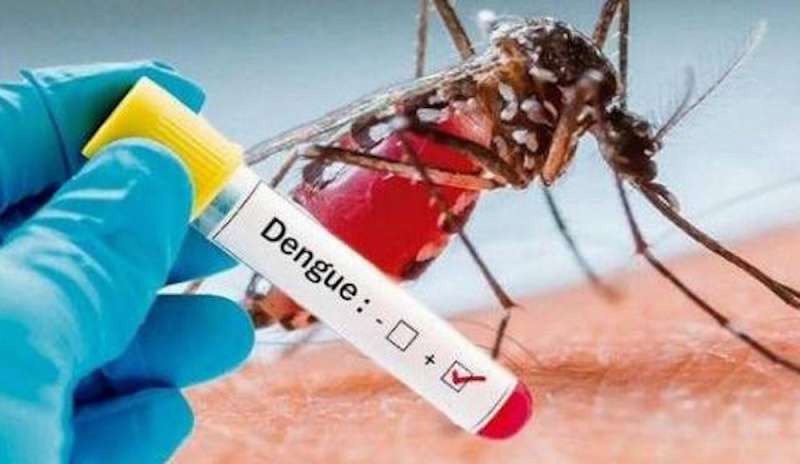 Virus Dengue: c'è un pericolo di epidemia in Italia?