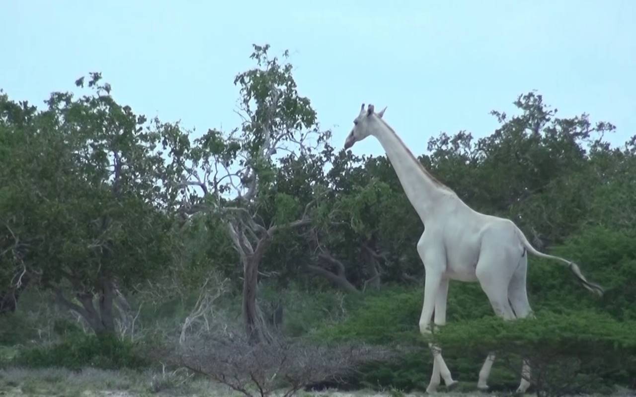 Kenya: rischio estinzione per la giraffa bianca