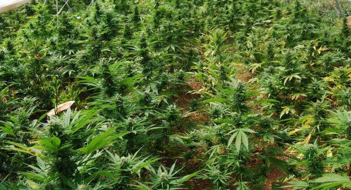 Nella serra di casa coltivava marijuana: 1 arresto a Rosarno