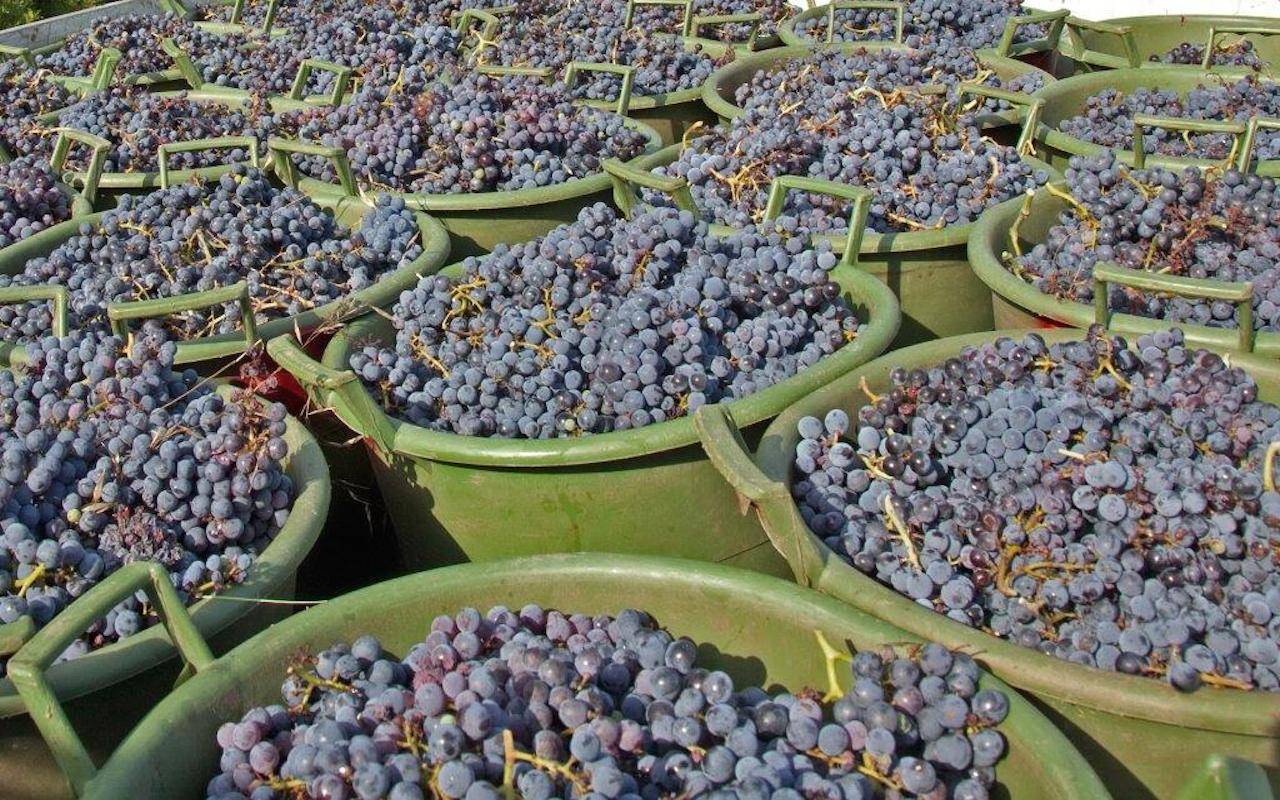 1 maggio e caporalato: sfruttavano extracomuniari nelle vigne di Asti