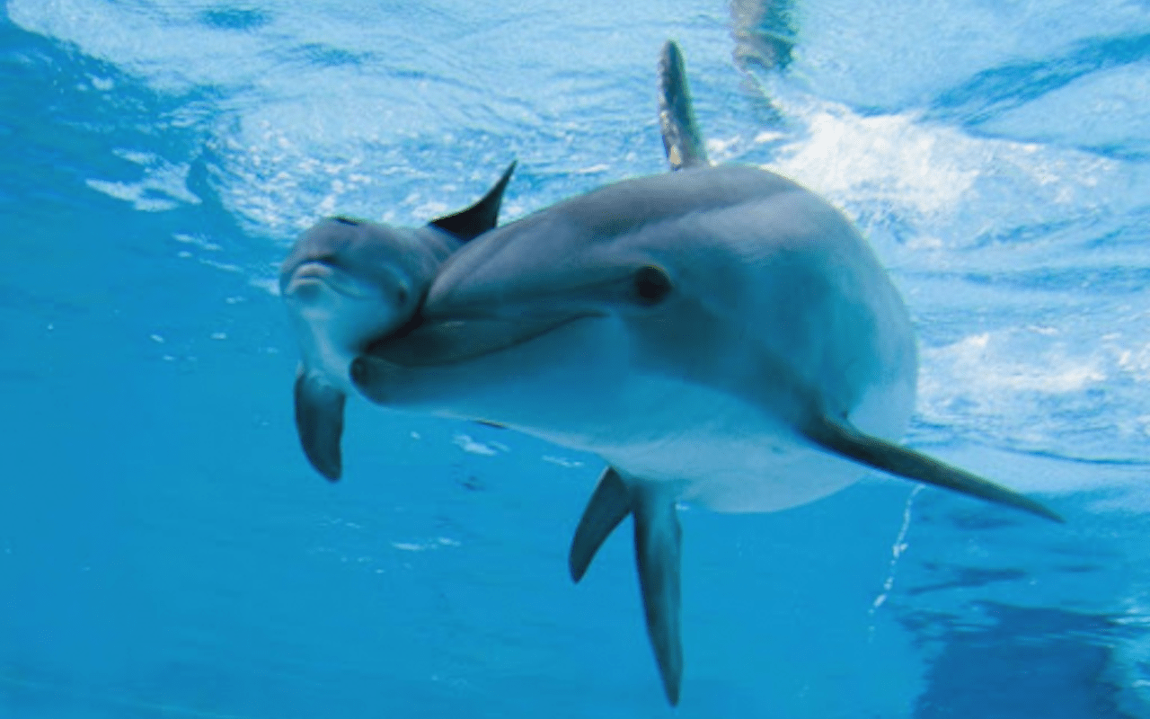 Il salvataggio del cucciolo di delfino impigliato all’amo – VIDEO –