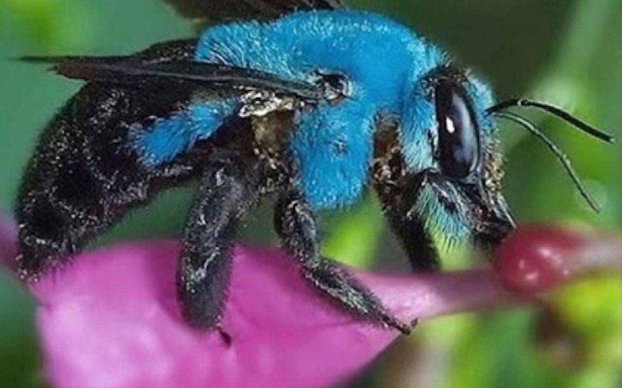 Le api blu credute estinte esistono ancora!