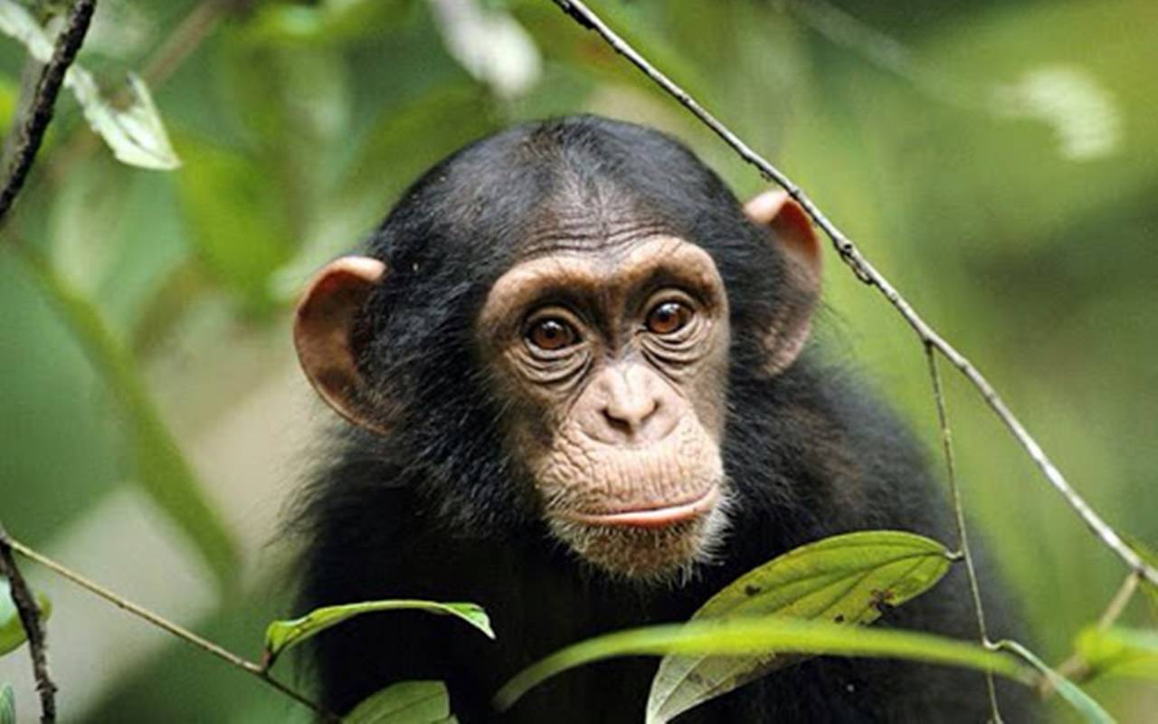 Covid, bracconaggio, habitat ridotto: il destino dei primati appeso a un filo