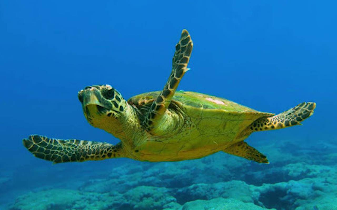 Guarda il faccia a faccia tra il campione di sub e la mega tartaruga marina