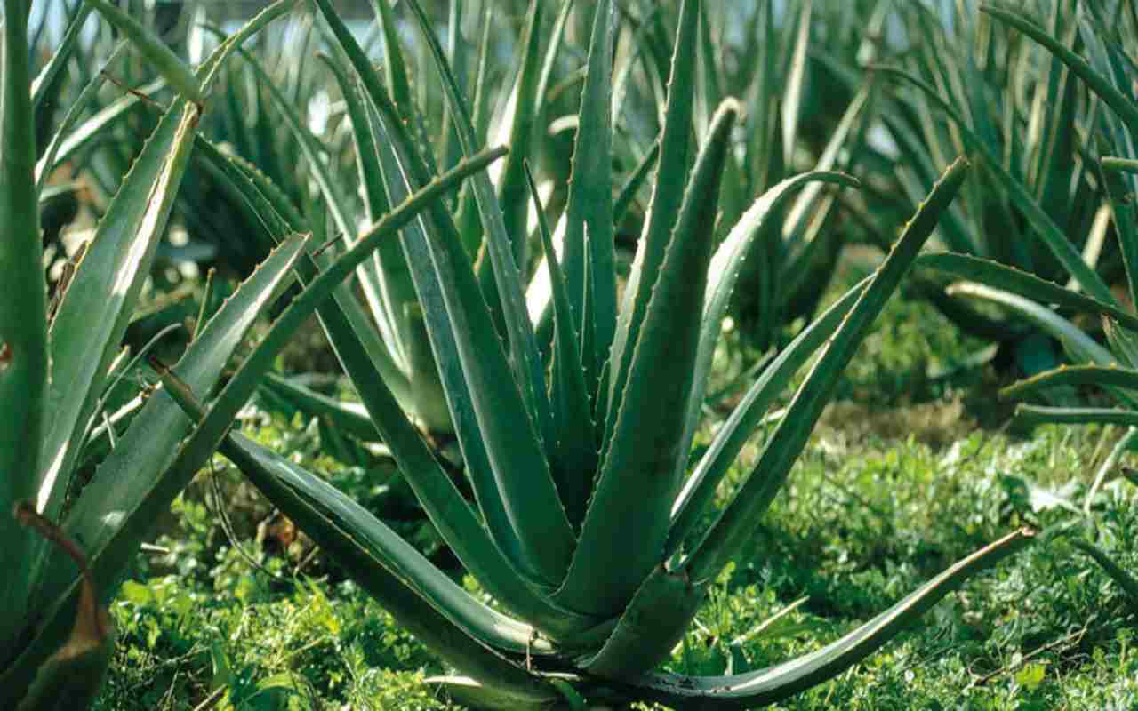 Aloe: tanti i benefici scoperti sin dall’antichità
