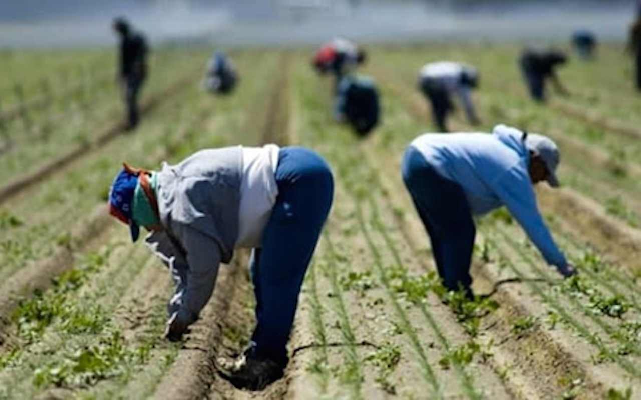 Manca la manodopera straniera. L’agricoltura italiana rischia il collasso?