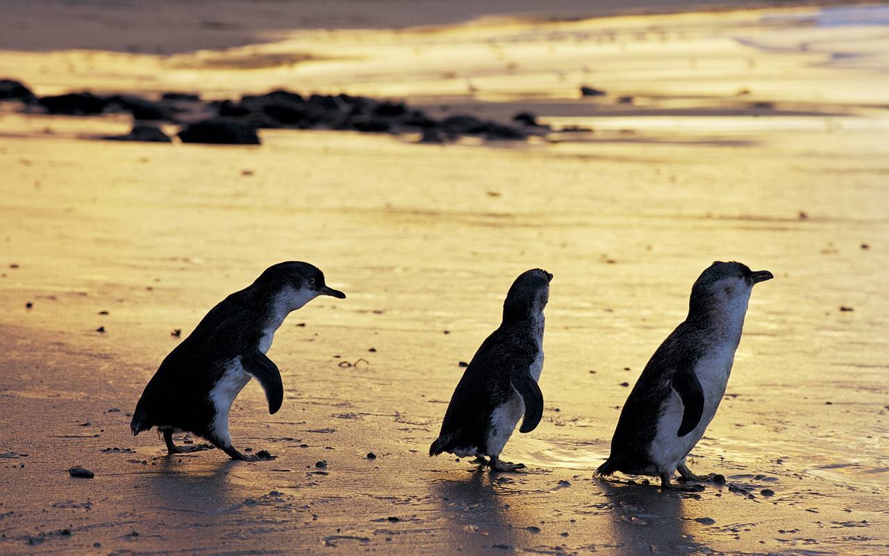 Tasmania, choc a Low Head: tentano di rubare un pinguino e le sue uova