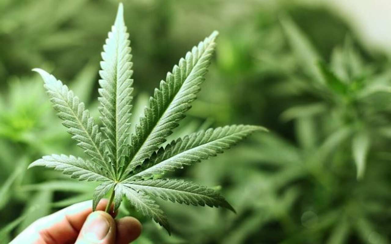 La polizia scopre 5 piantagioni di marijuana in un luogo davvero curioso