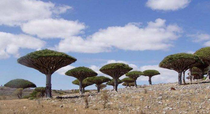 Aiutiamo Socotra, l’isola del Corno d’Africa vittima della pandemia