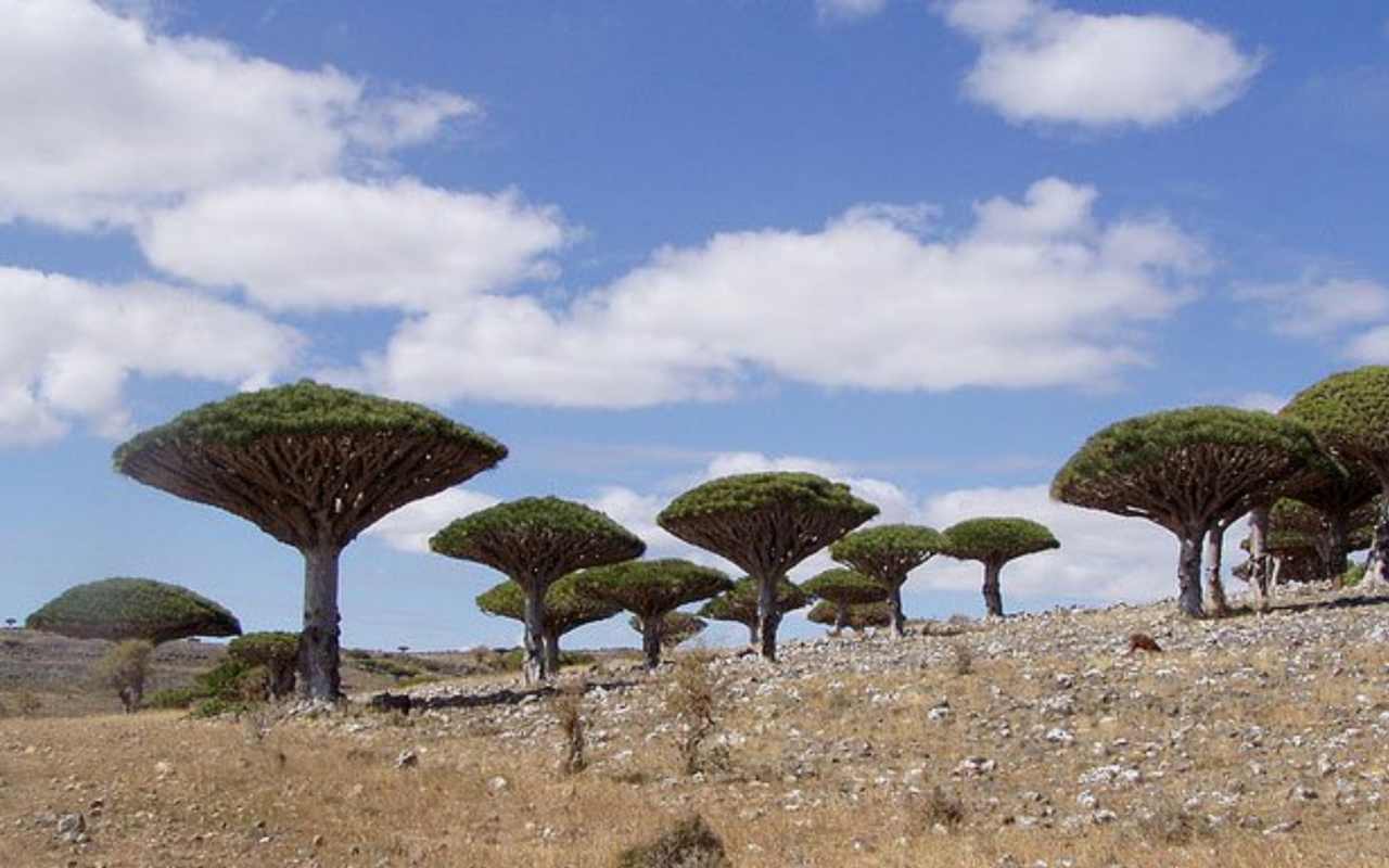 Aiutiamo Socotra, l’isola del Corno d’Africa vittima della pandemia