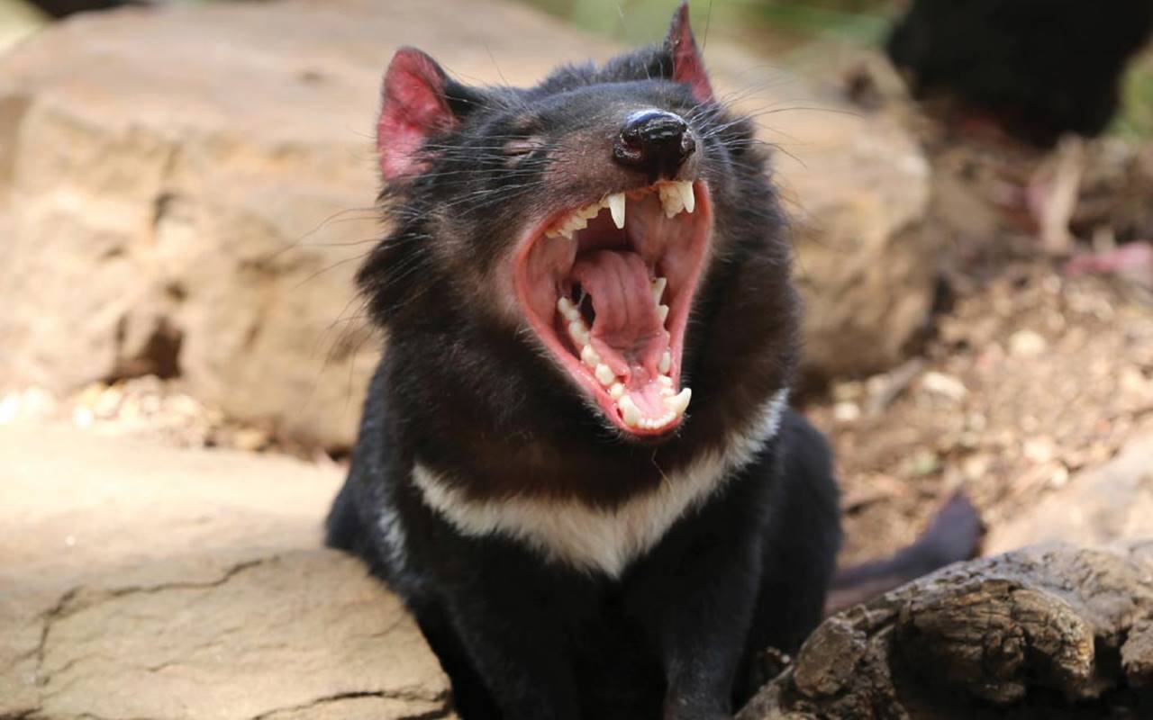 Ядовитая слюна. Тасманийский дьявол. Тасмания сумчатый дьявол. Сумчатые млекопитающие Тасманийский дьявол. Тасманский дьявол в Австралии.