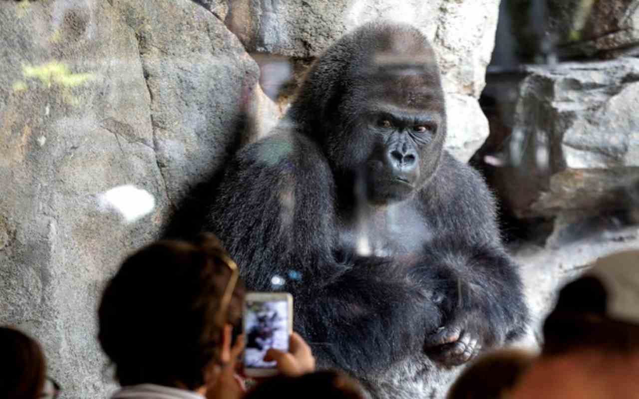 Covid: a rischio anche i gorilla