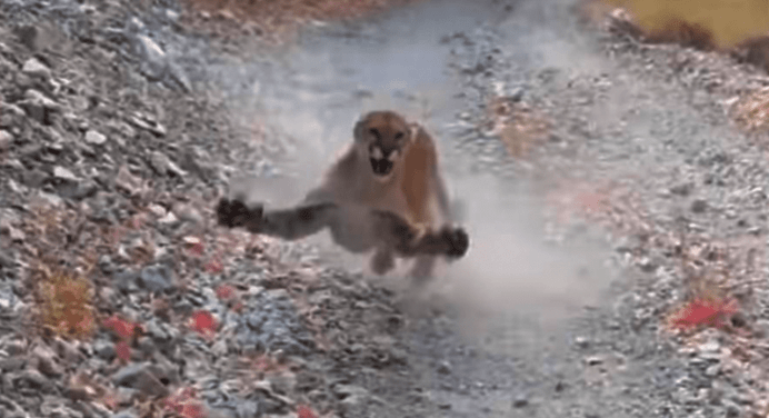 Un puma segue un escursionista per 6 minuti, il video è terrificante