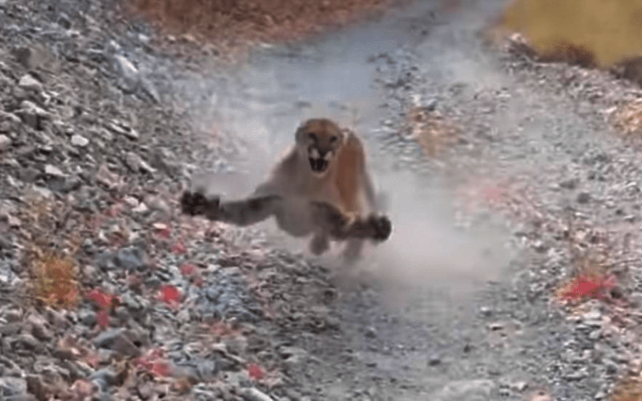 Un puma segue un escursionista per 6 minuti, il video è terrificante