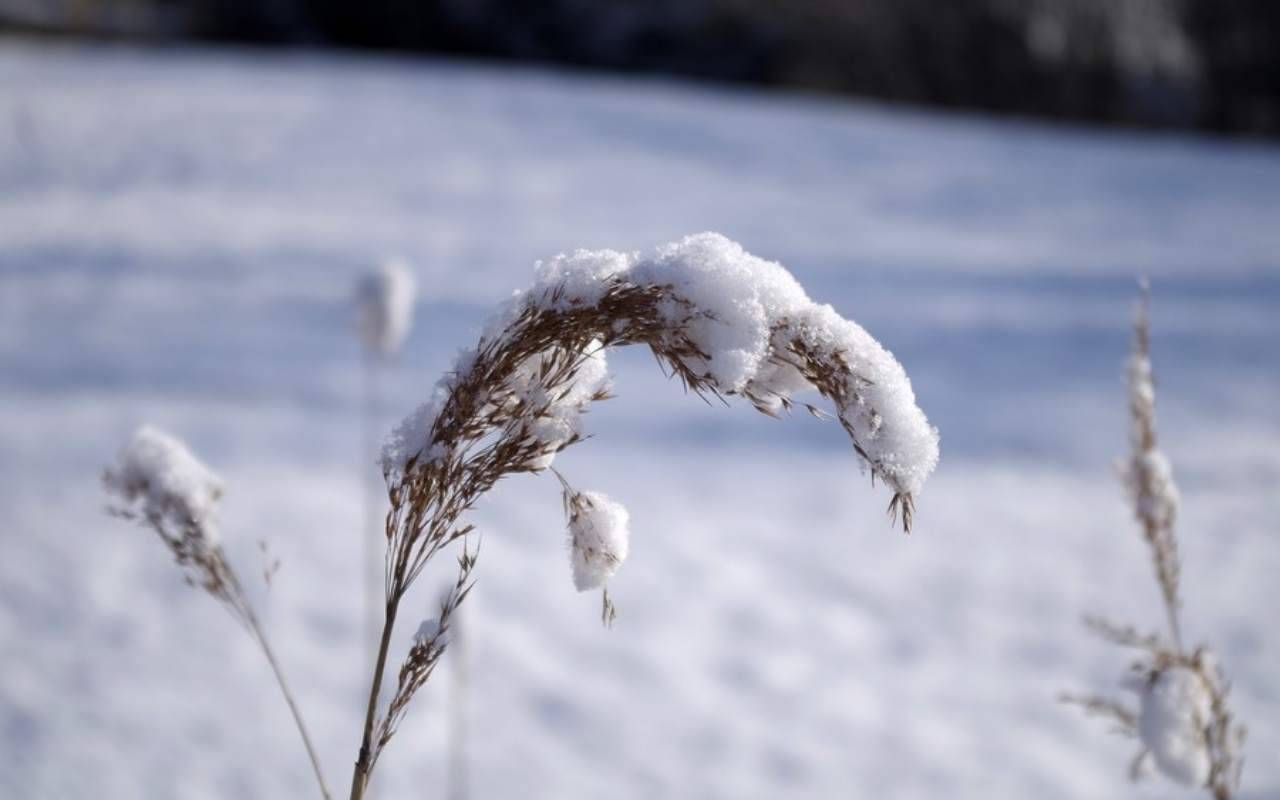 Maltempo, Coldiretti: “Aziende agricole assediate dalla neve”
