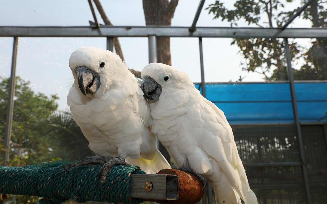 Traffico illecito di pappagalli dall'Indonesia