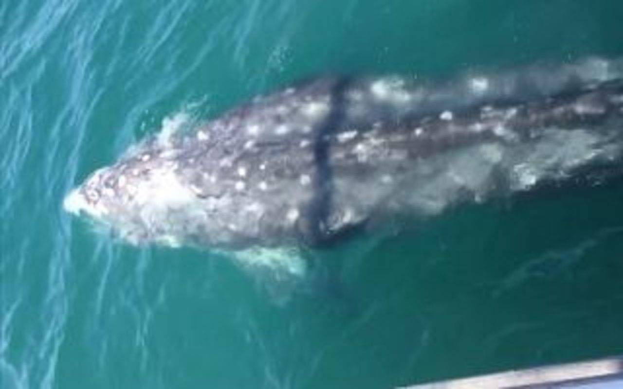 Una balena dal Pacifico avvistata in acque italiane