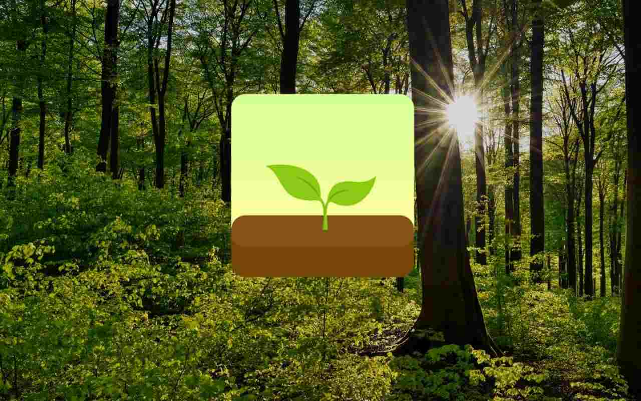 Terra Forest app