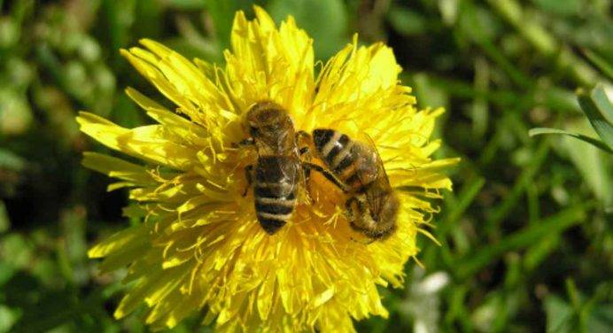 Save the Queen: una campagna per tutelare le api