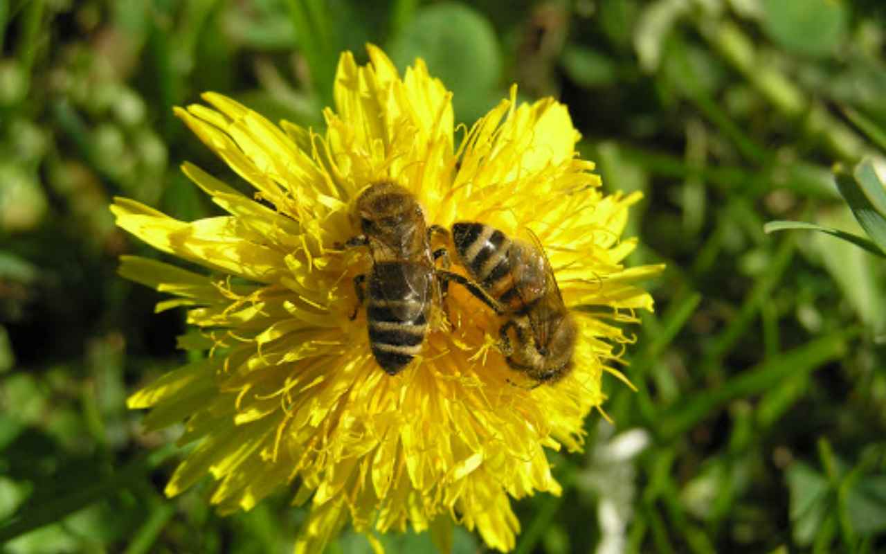 Save the Queen: una campagna per tutelare le api