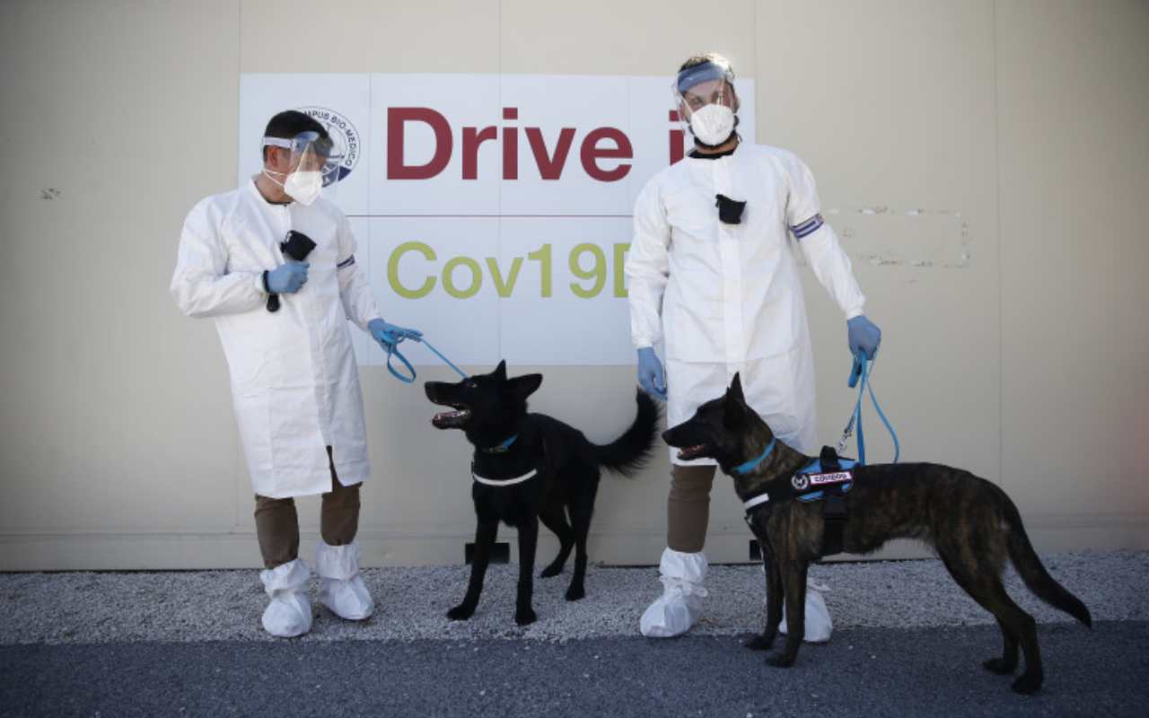 Covid-19: ecco come al Campus Bio Medico i cani vengono addestrati per riconoscere il virus