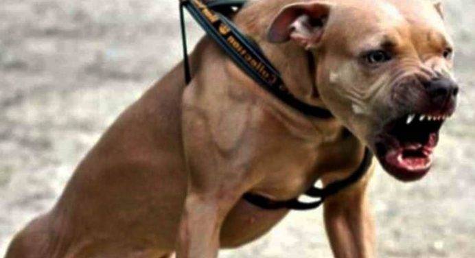 Milano: rapinatore gli aizza contro il pitbull, carabiniere spara al cane